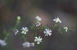 Calico aster